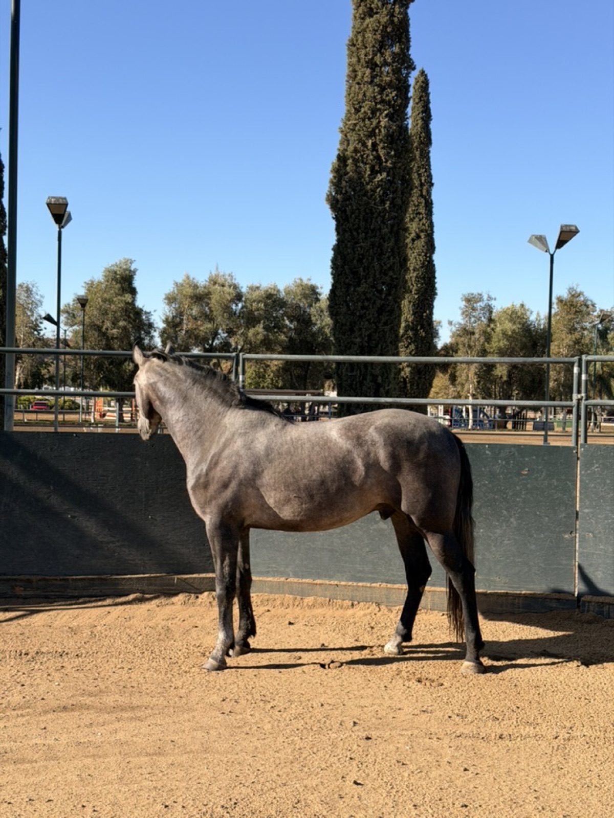 A young rider leading a grey horse