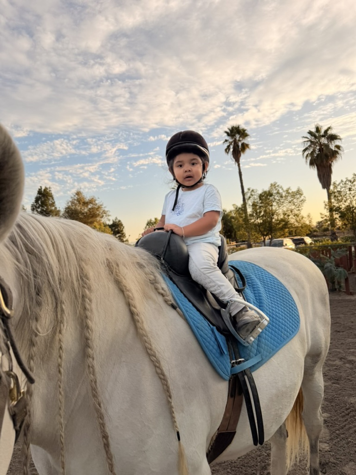 A lesson horse at Hussar Stables