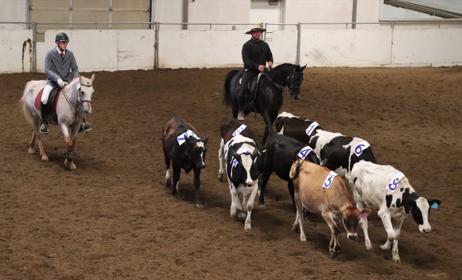 Working Equitation cattle handling at a competition