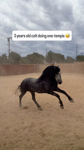 Hussar Stables on Instagram