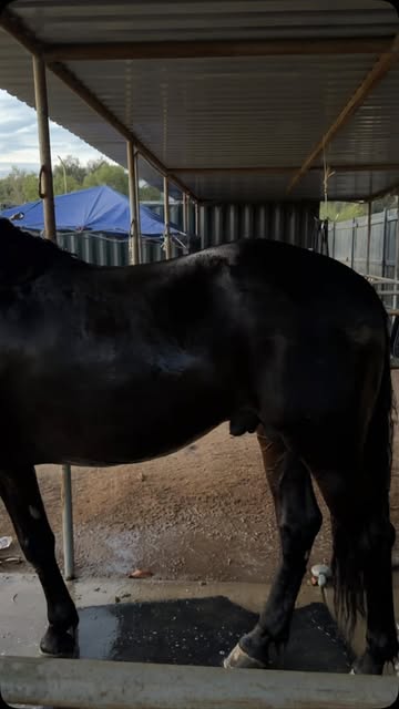 Hussar Stables on Instagram