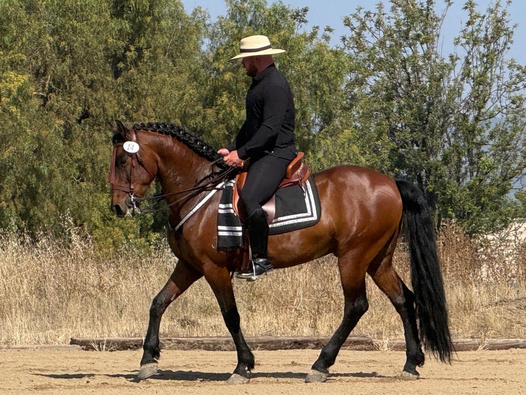 Rider on a bay horse